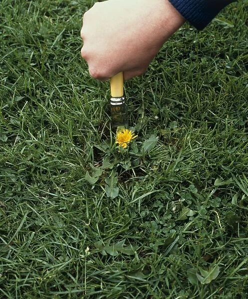 Hand removing a dandelion weed from grass lawn, close-up