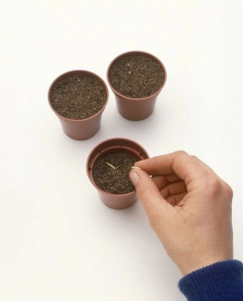 Hand sowing seeds in pot of compost, two pots adjacent