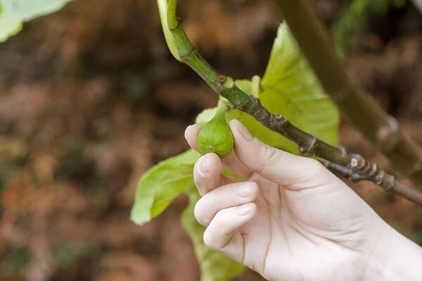 Hand touching fig fruitlet on branch, close-up