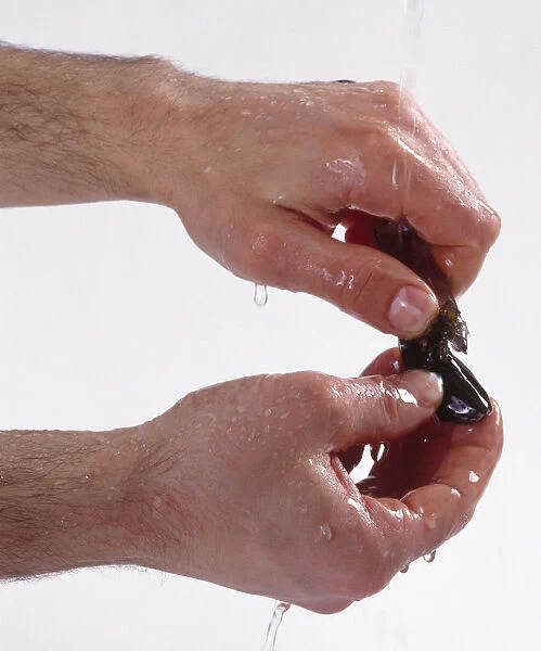 Hands cleaning mussels under running water, close-up
