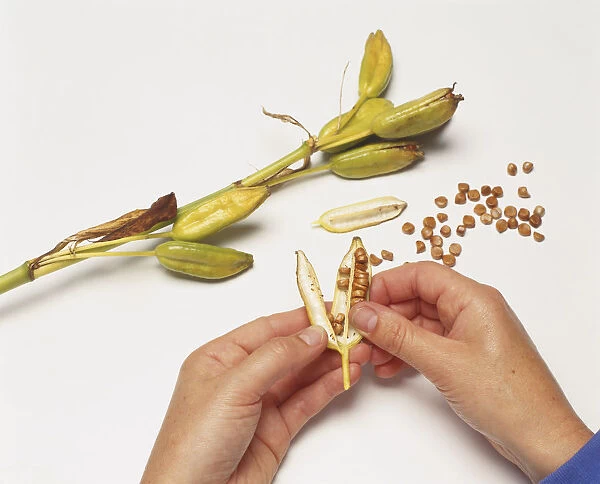 Hands collecting seeds from a ripe seedhead capsule of Iris laevigata (Rabbit-ear iris), seeds and complete seedhead in the background