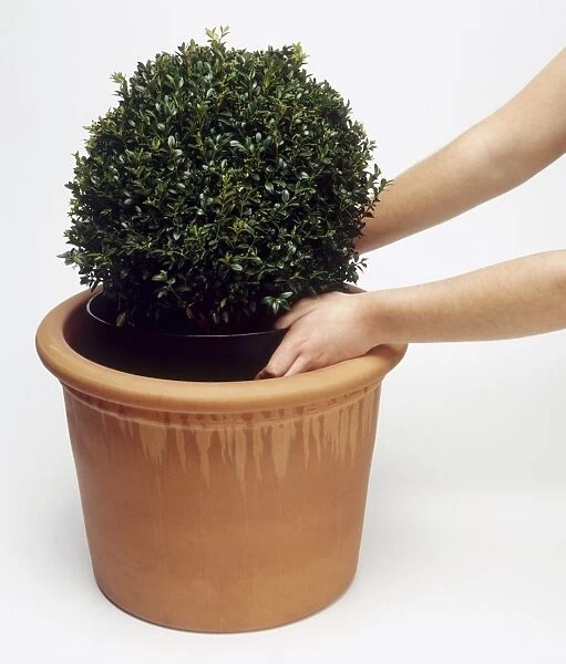 Hands planting Buxus sempervirens (Boxwood) plant in terracotta pot