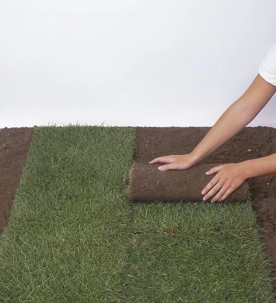 Hands rolling turf on soil