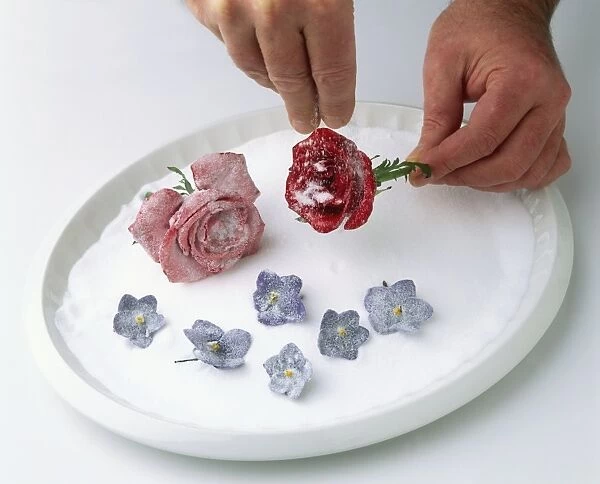 Hands sprinkling sugar over rose flower head, another rose flower head and African violet flower heads nearby (making crystallized flowers)