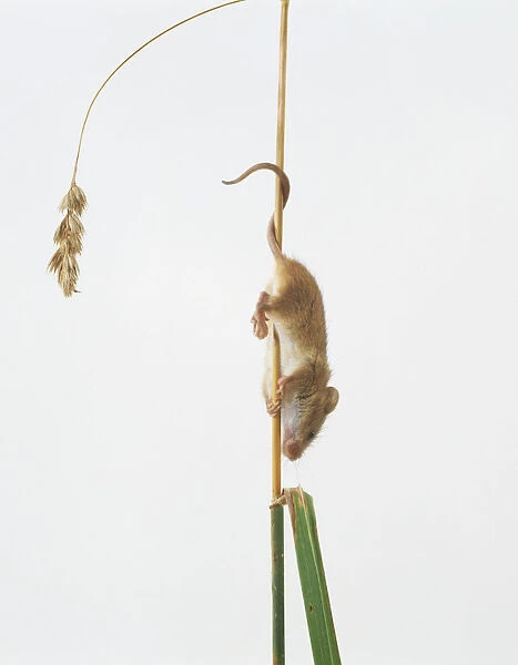 Harvest Mouse (Micromys minutus) climbing down plant stem, side view