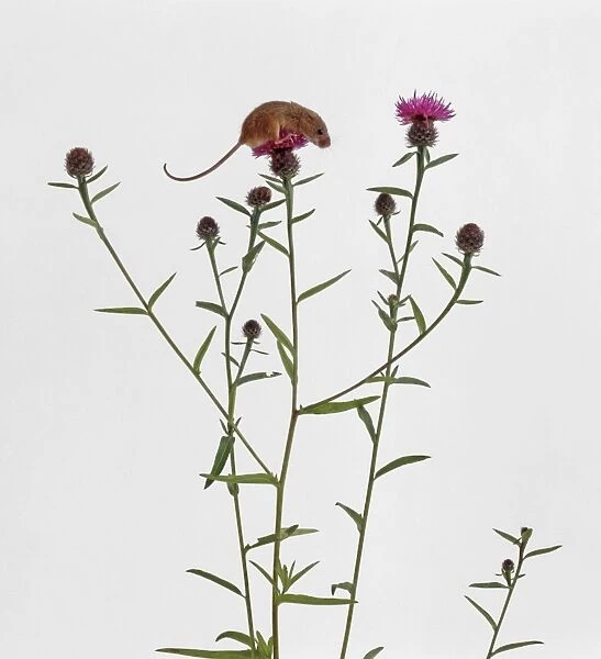 Harvest mouse perched on top of knapweed flower