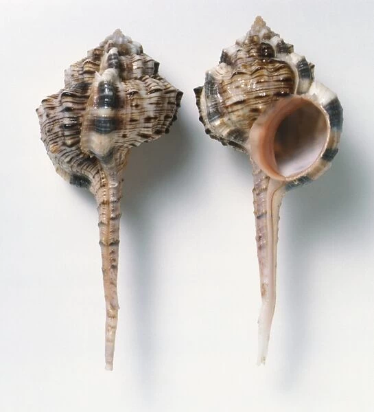 Haustellum haustellum, overhead and underside view of Snipes Bill Murex Shells, low spiral shell with very long thin siphonal canal and ridged whorls, cream with brown markings