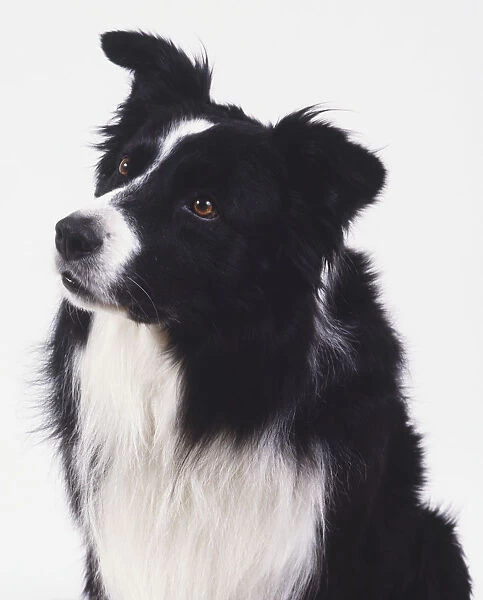 Head of border collie (canis familiaris), front view