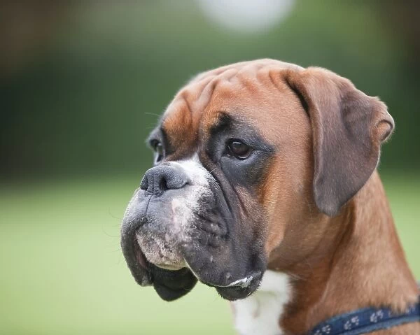 Head of boxer dog in profile, close-up