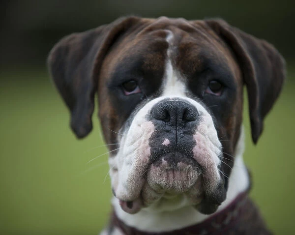 Head of Boxer dog, front view