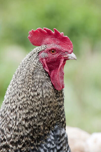 Head of Cuckoo Marans rooster, close-up