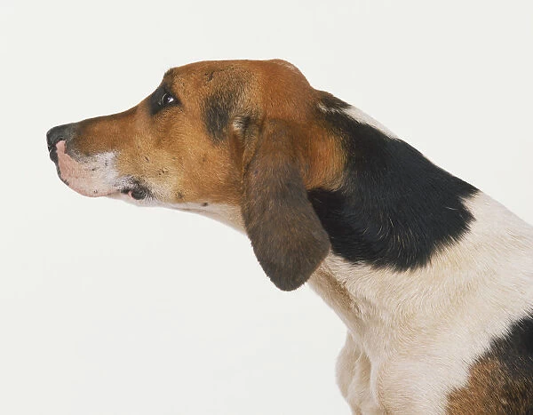 Head of Foxhound (Canis familiaris), side view
