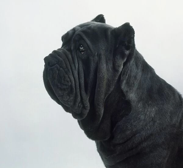 Head of Neapolitan Mastiff in profile