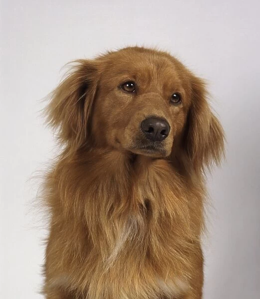 Head of a Nova Scotia Duck Tolling Retriever, front view, looking away