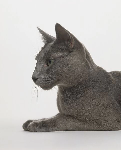 Head of Russian Blue Cat (Felis silvestris catus) lying on its front, side view