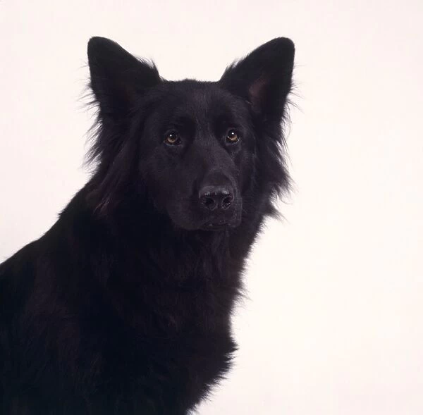 Head and shoulders of black long-haired German Shepherd dog