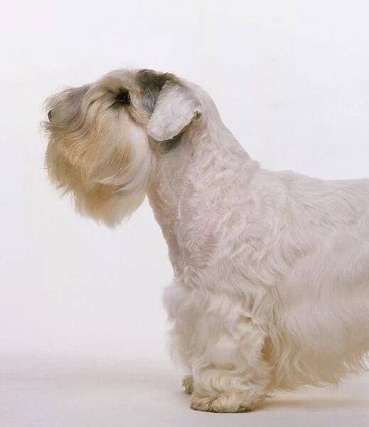 Head and shoulders of a Sealyham Terrier, side view