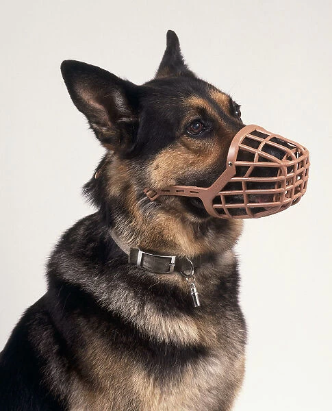 Head of sitting German Shepherd Dog (Canis familiaris) wearing a plastic muzzle, side view