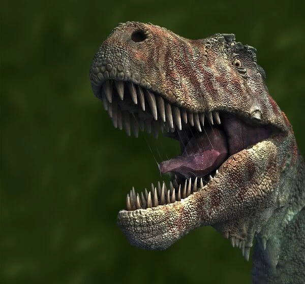 Head of Tyrannosaurus Rex, close-up
