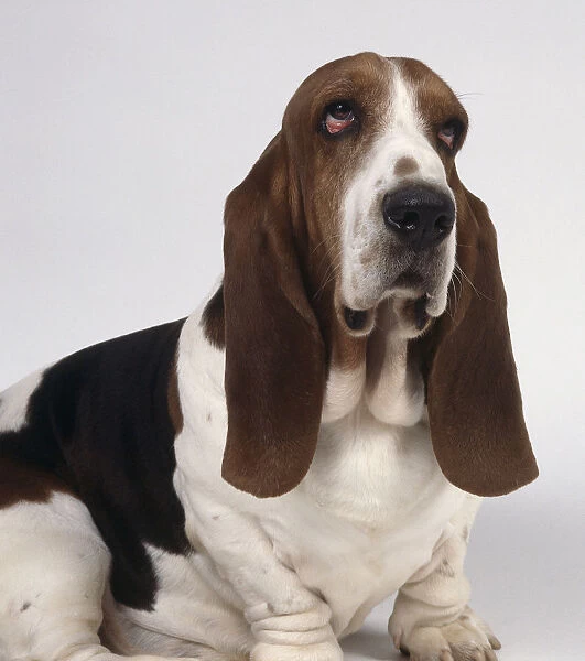 Head view of a sad-eyed brown and white basset hound with drooping jowls, wrinkled baggy skin, and long dangling ears
