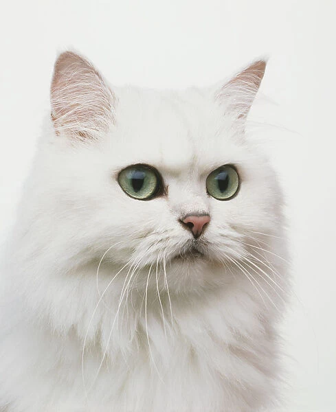 The head of a white cat