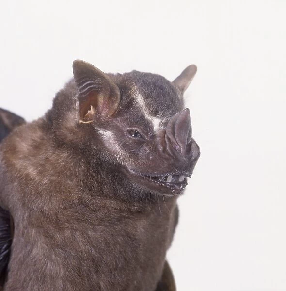 Head of a White-lined bat (Saccopteryx bilineata), close-up