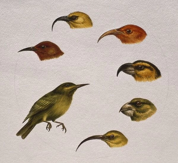 Heads of Apapane, Akiapolaau, Iiwi, Maui Parrotbill, Kona Finch, Kauai Akialoa and Honeycreeper Birds