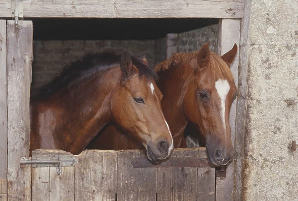 Heads of two brown Horses (Equus caballus) looking out over wooden stable door, side view