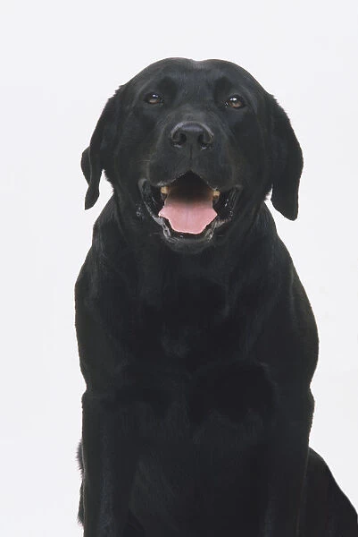 Front headshot of a Black Labrador Retriever Dog, panting