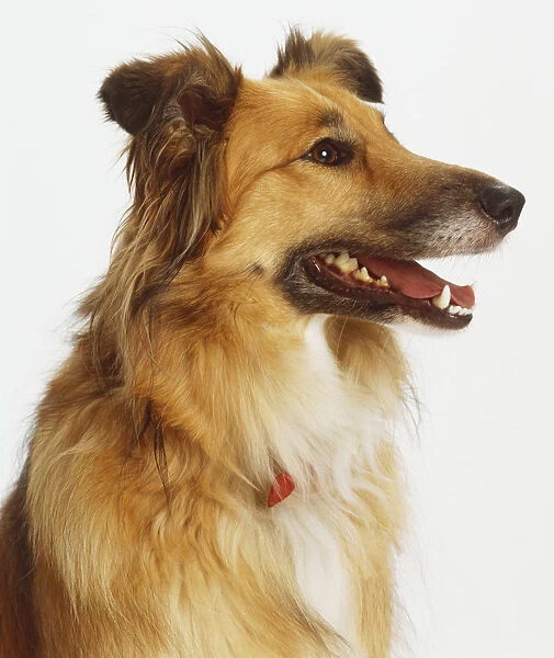 Headshot of a Collie mix (Canis familiaris) panting, profile view