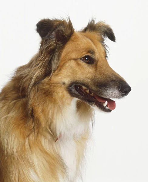 Headshot of a Collie mix dog (Canis familiaris), profile view
