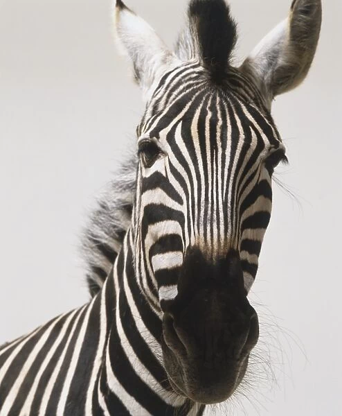 Headshot of a Common Zebra (Equus burchelli) facing forward