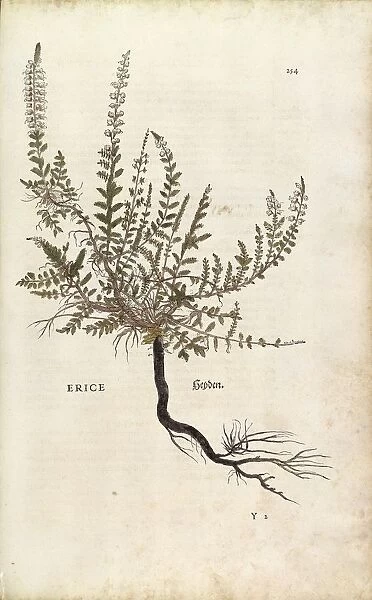 Heather - Calluna vulgaris (Erice) by Leonhart Fuchs from De historia stirpium commentarii insignes (Notable Commentaries on the History of Plants), colored engraving, 1542