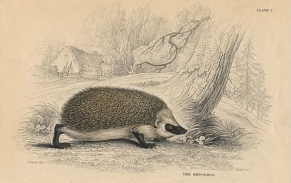 Hedgehog (Erinaceus europeas), the Common Spiny Hedgehog, an insectivorous mammal of the Old World