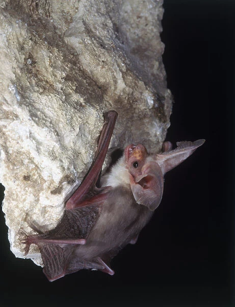 Hemprichs Long-Eared Bat (Otonycteris hemprichii) clinging to a rock, close-up