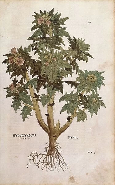 Henbane - Hyoscyamus niger (Hyoscyamus flavus ) by Leonhart Fuchs from De historia stirpium commentarii insignes (Notable Commentaries on the History of Plants) colored engraving, 1542