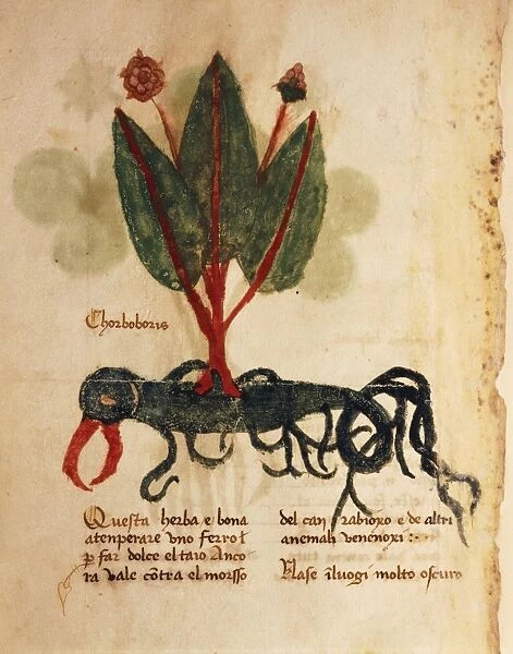 Herba chorboboris, illustration