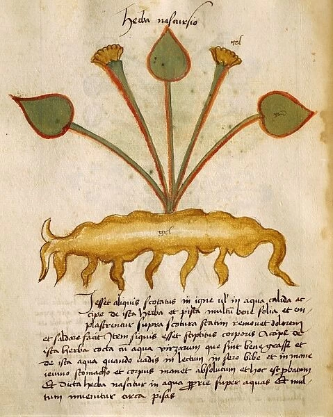 Herba Nasturzio, illustration by Orgione Rizzardo, 14th century