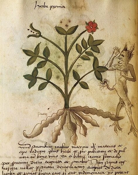 Herba Peonica, illustration