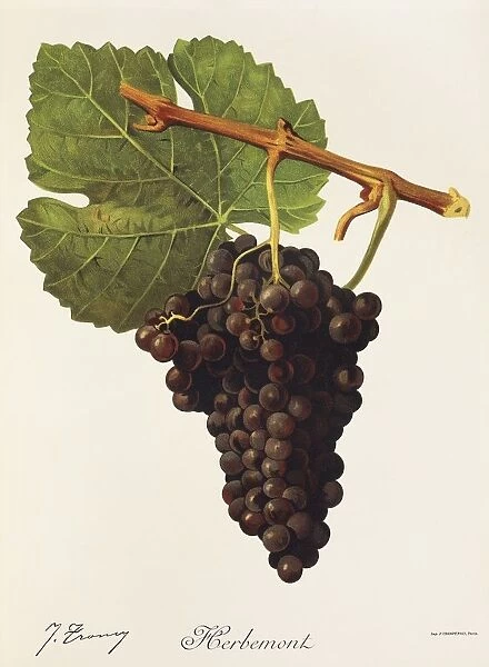 Herbemont grape, illustration by J. Troncy