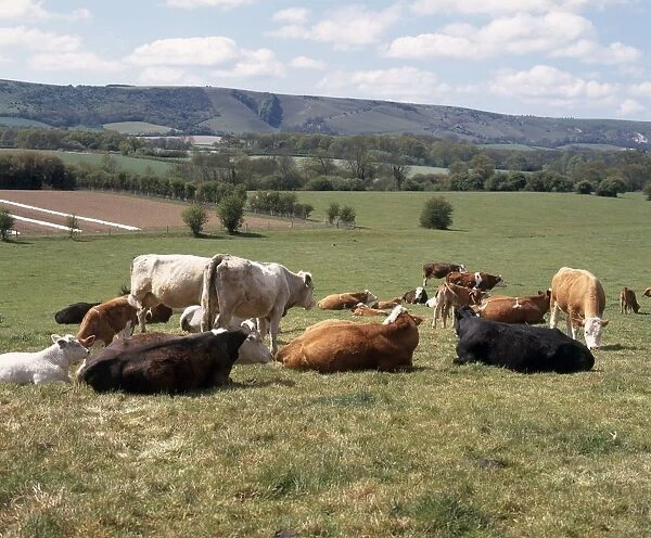 Herd of cows resting in a field