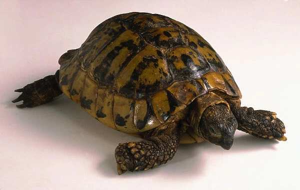 Hermanns Tortoise