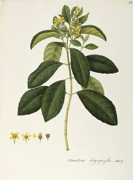 Heteropteris chrysophylla (Malpighiaceae), warm greenhouse evergreen shrub, native to Southern America, watercolor, 1837