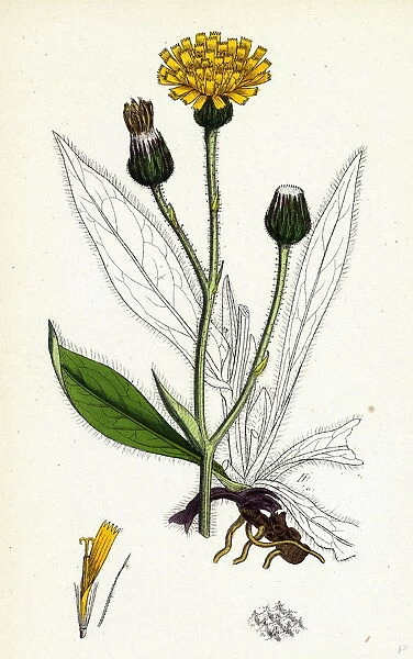 Hieracium Anglicum, var. decipiens, English Hawkweed, var. B