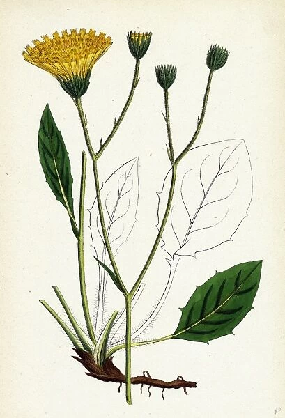 Hieracium Anglicum, var. genuinum, English Hawkweed, var. a