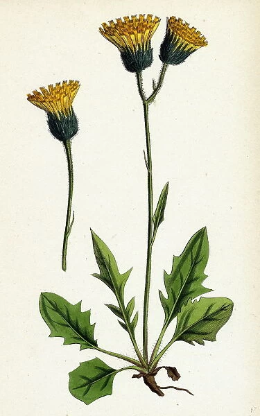 Hieracium chrysanthum, var. genuinum, Golden-flowered Hawkweed, var. a