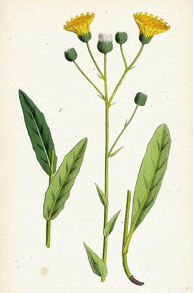 Hieracium crocatum, Saffron Hawkweed