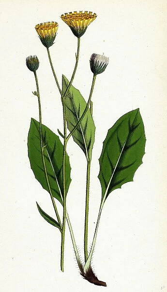 Hieracium flocculosum, Stellately-downy Hawkweed