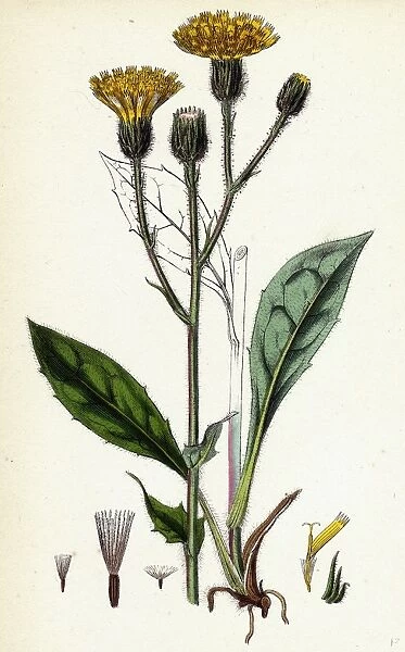 Hieracium Iricum, Irish Hawkweed