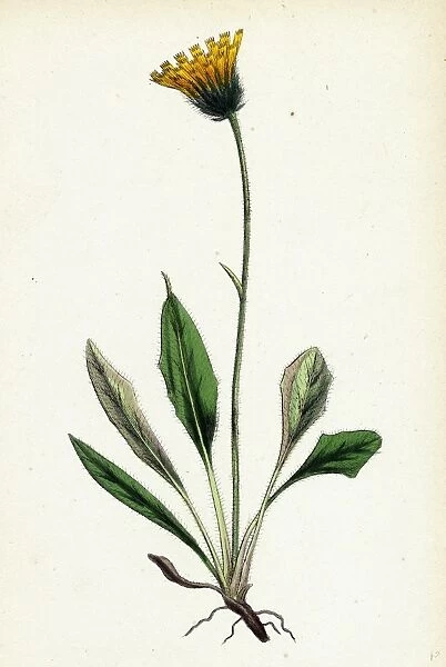 Hieracium melanocephalum, Alpine Hawkweed